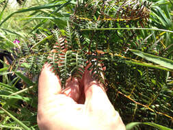 Image of Pteridium esculentum (G. Forst.) Nakai