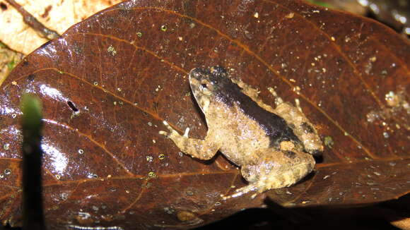 Image of Balu Oriental Frog