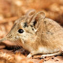 Image of North african elephant shrew