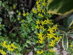 Слика од Sedum emarginatum Migo