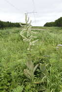 Image of Veratrum dahuricum (Turcz.) O. Loes.