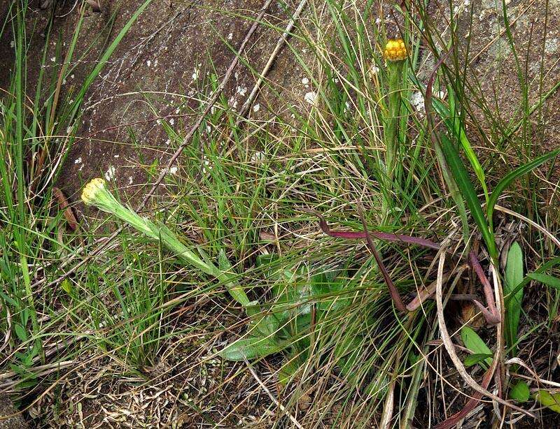 Imagem de Helichrysum subluteum Burtt Davy