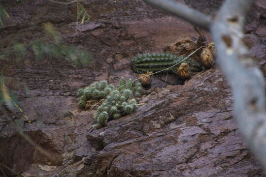 Image of Echinocereus klapperi W. Blum