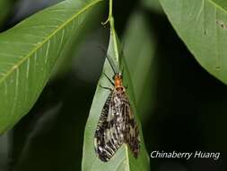 Sivun Neochauliodes formosanus (Okamoto 1910) kuva