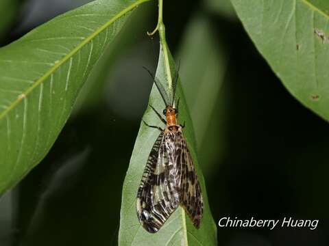 Image of Neochauliodes formosanus (Okamoto 1910)