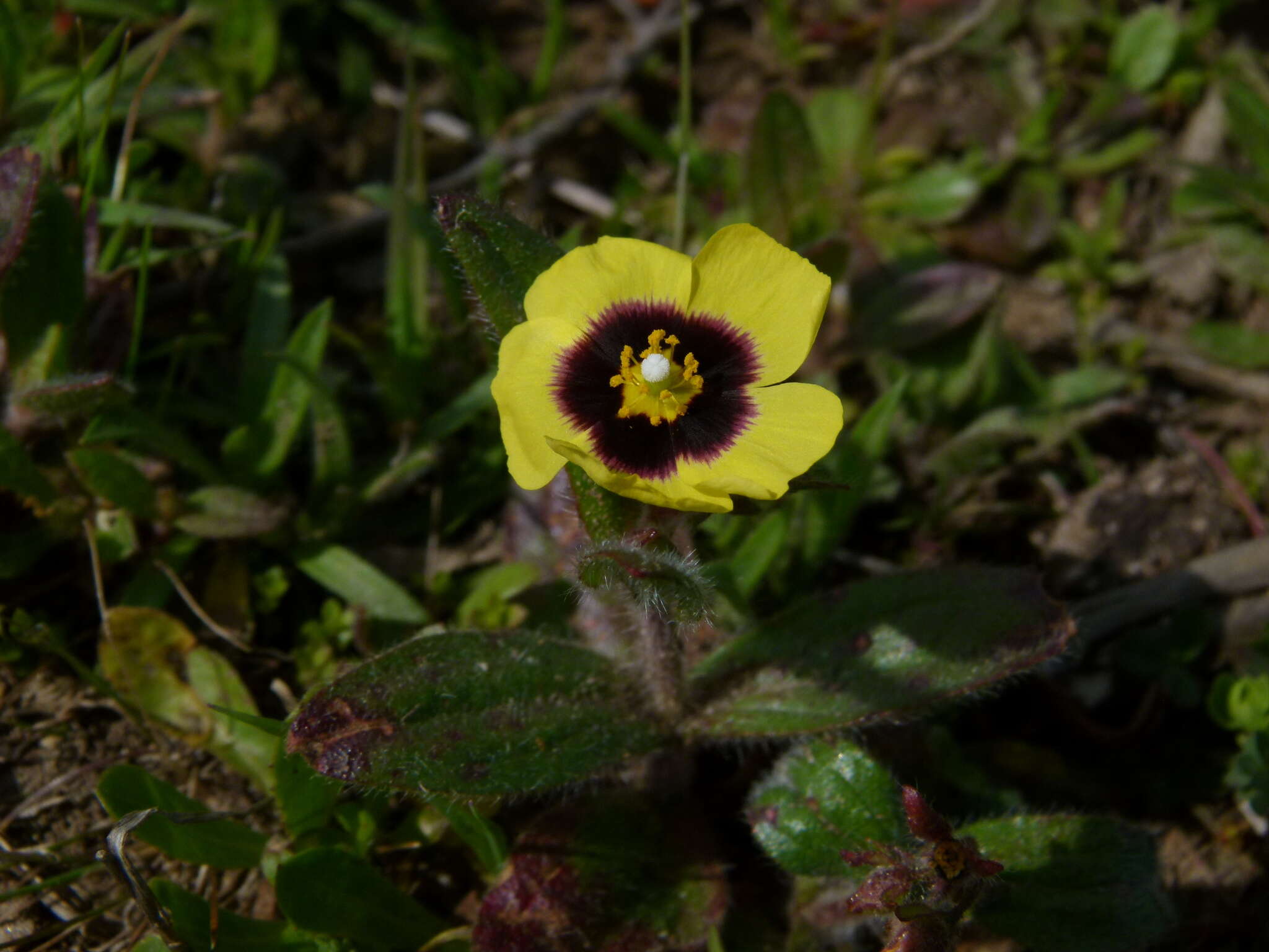 Tuberaria resmi