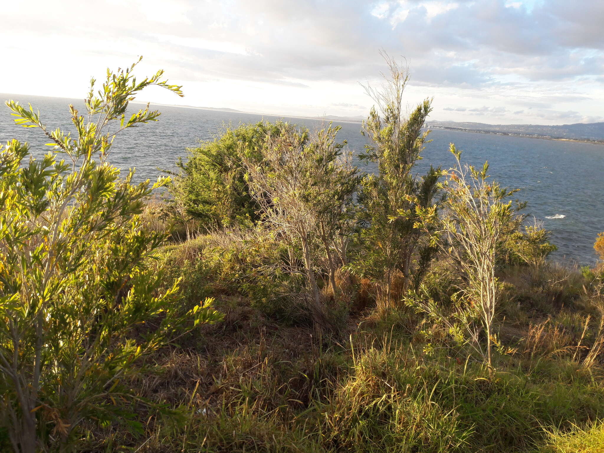 Image of Callistemon viminalis subsp. viminalis