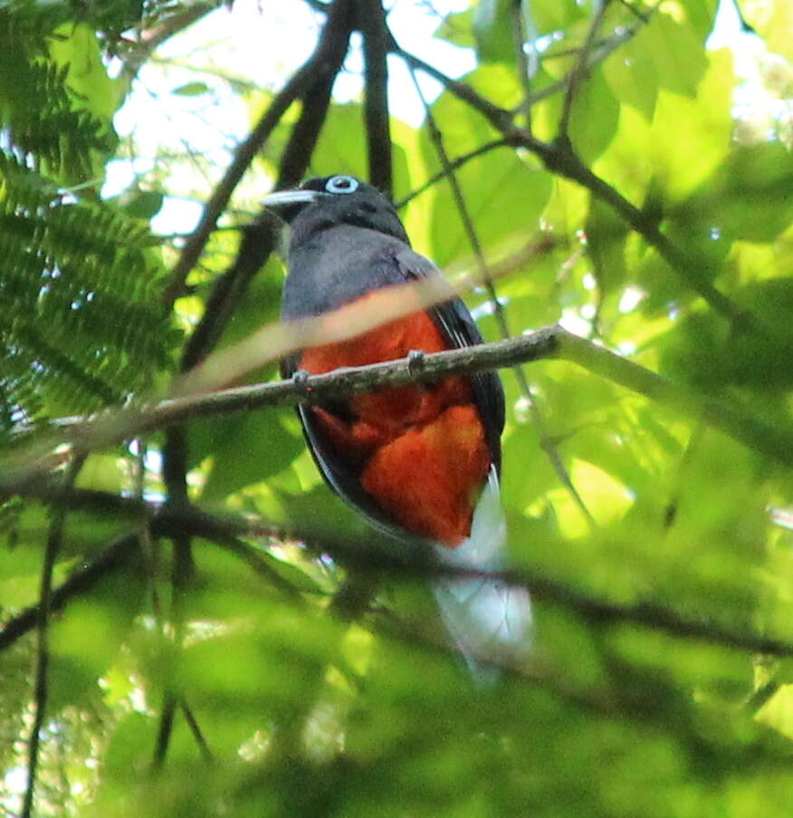 Image of Baird's Trogon