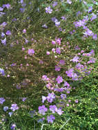 Image of slenderleaf false foxglove