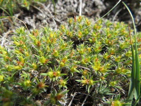 Слика од Paronychia sessiliflora Nutt.