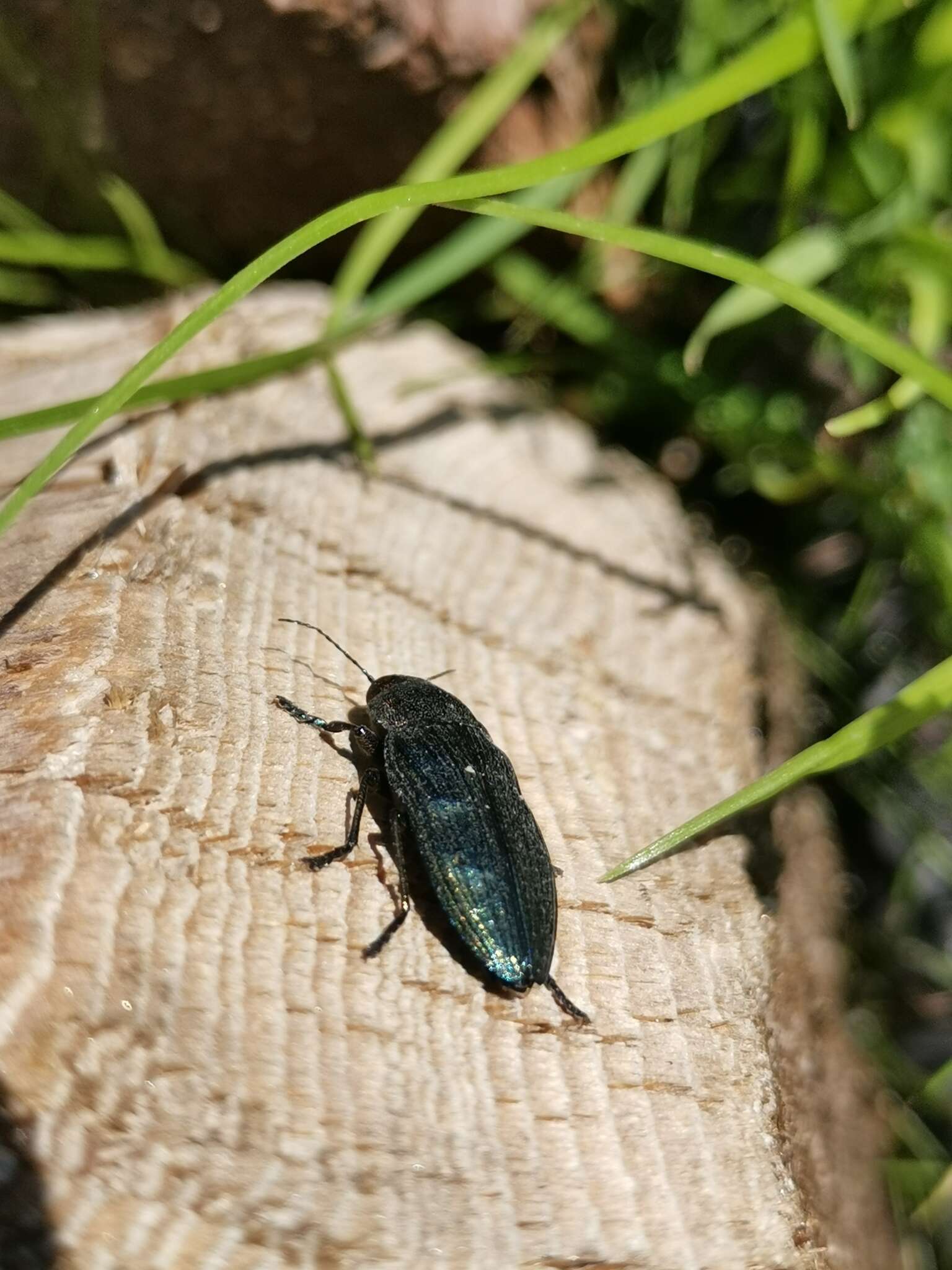 Imagem de Buprestis rustica Linnaeus 1758