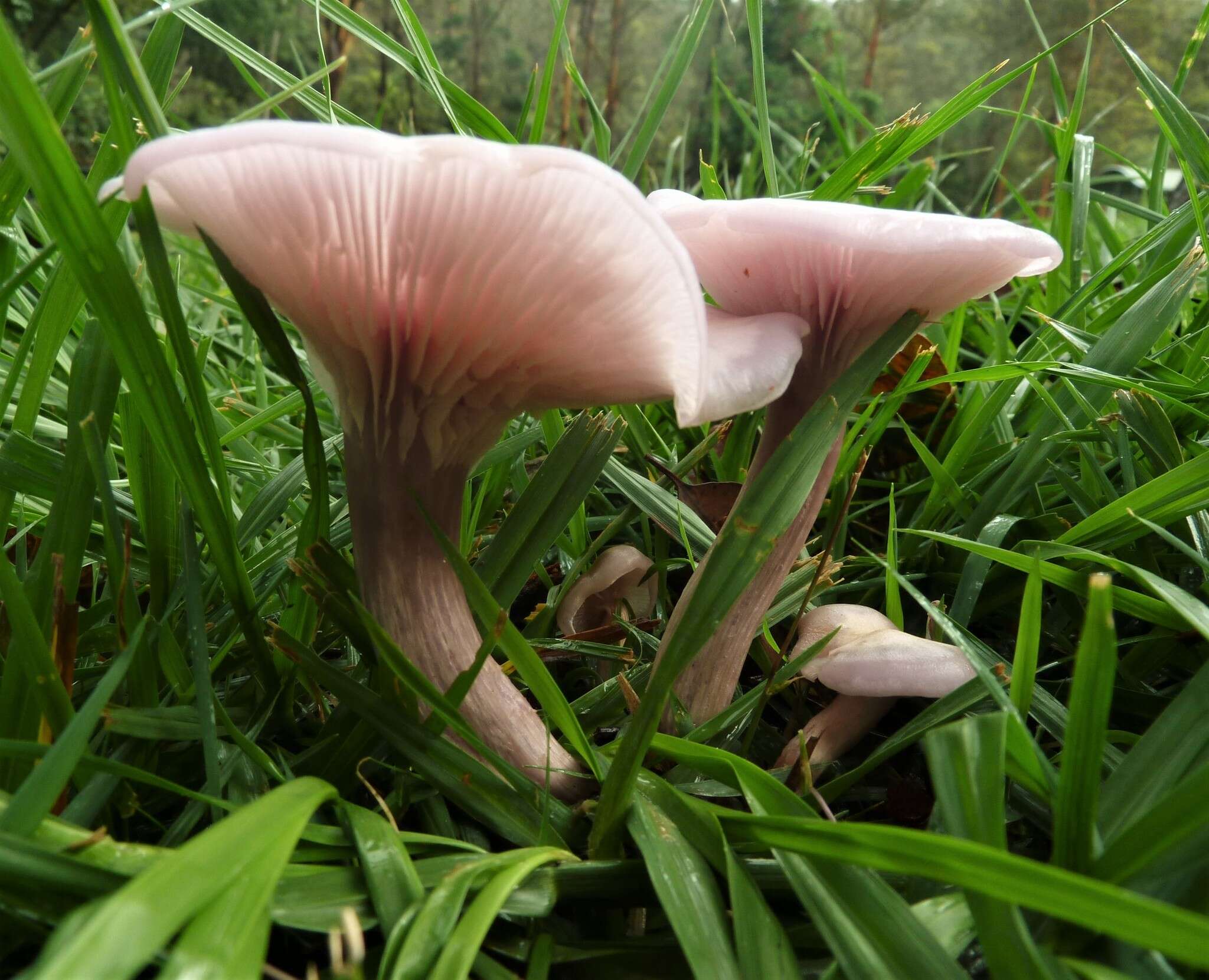 Image of Lepista sublilacina (Cleland) Grgur. 1997