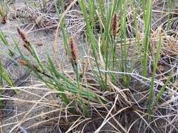 Image of water sedge