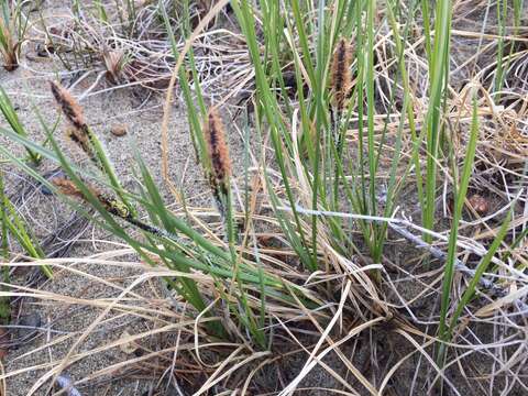 Image of water sedge