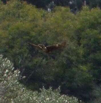 Image of Reunion Harrier