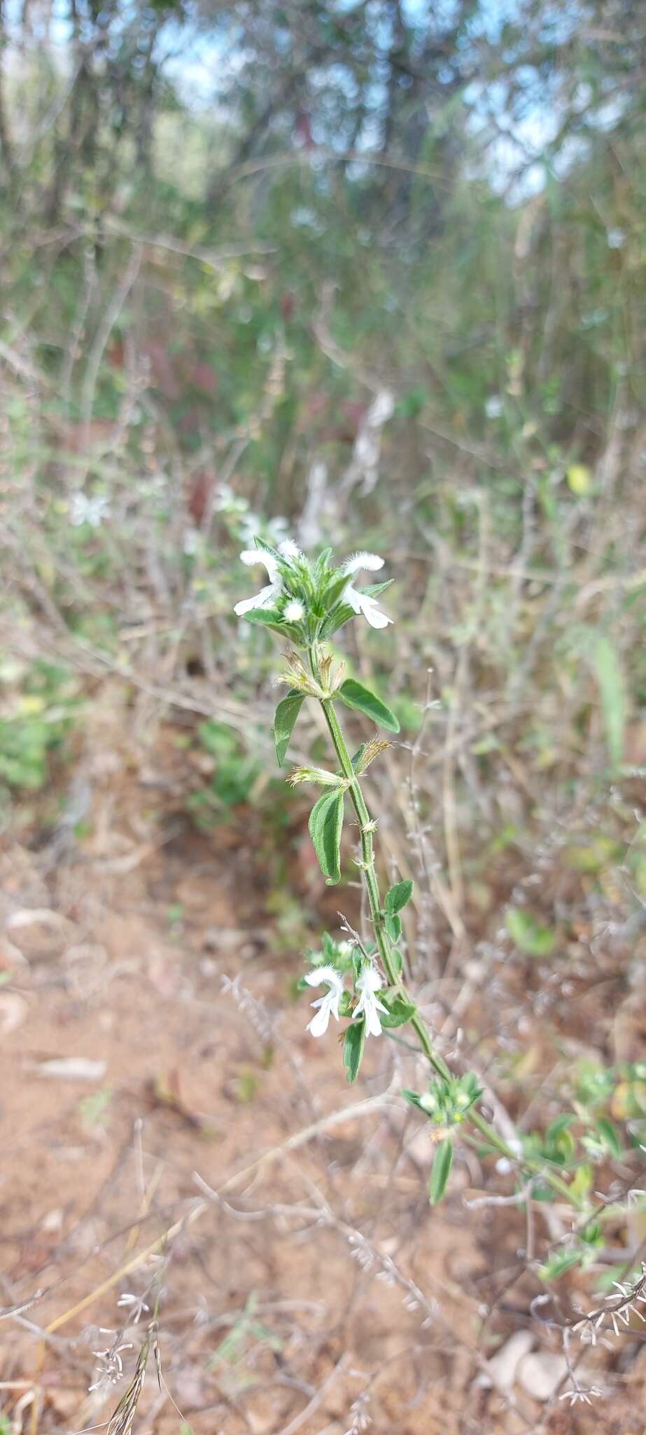 Image of <i>Leucas <i>glabrata</i></i> var. glabrata