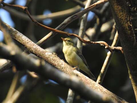 Image of Green Warbler