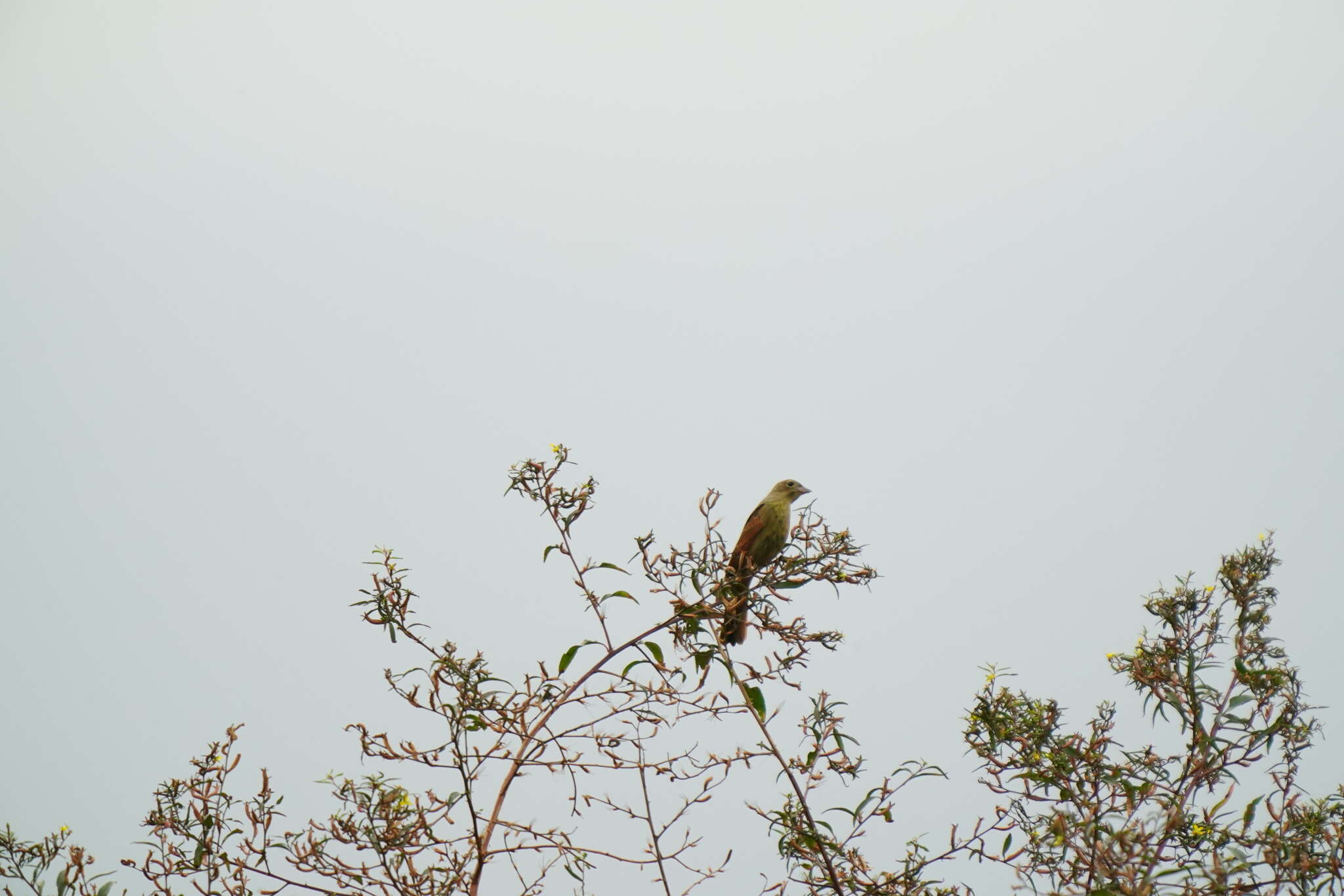 Plancia ëd Emberiza lathami Gray & JE 1831