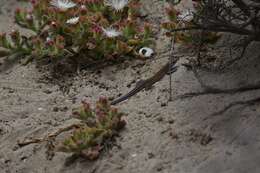 Image of Baja California Whiptail