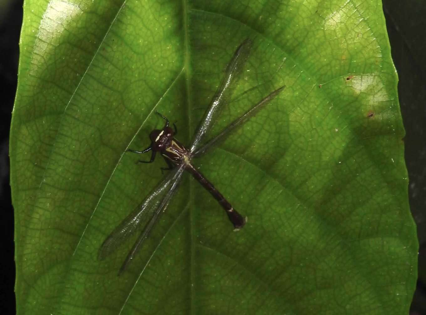 Image of Heliogomphus scorpio (Ris 1912)