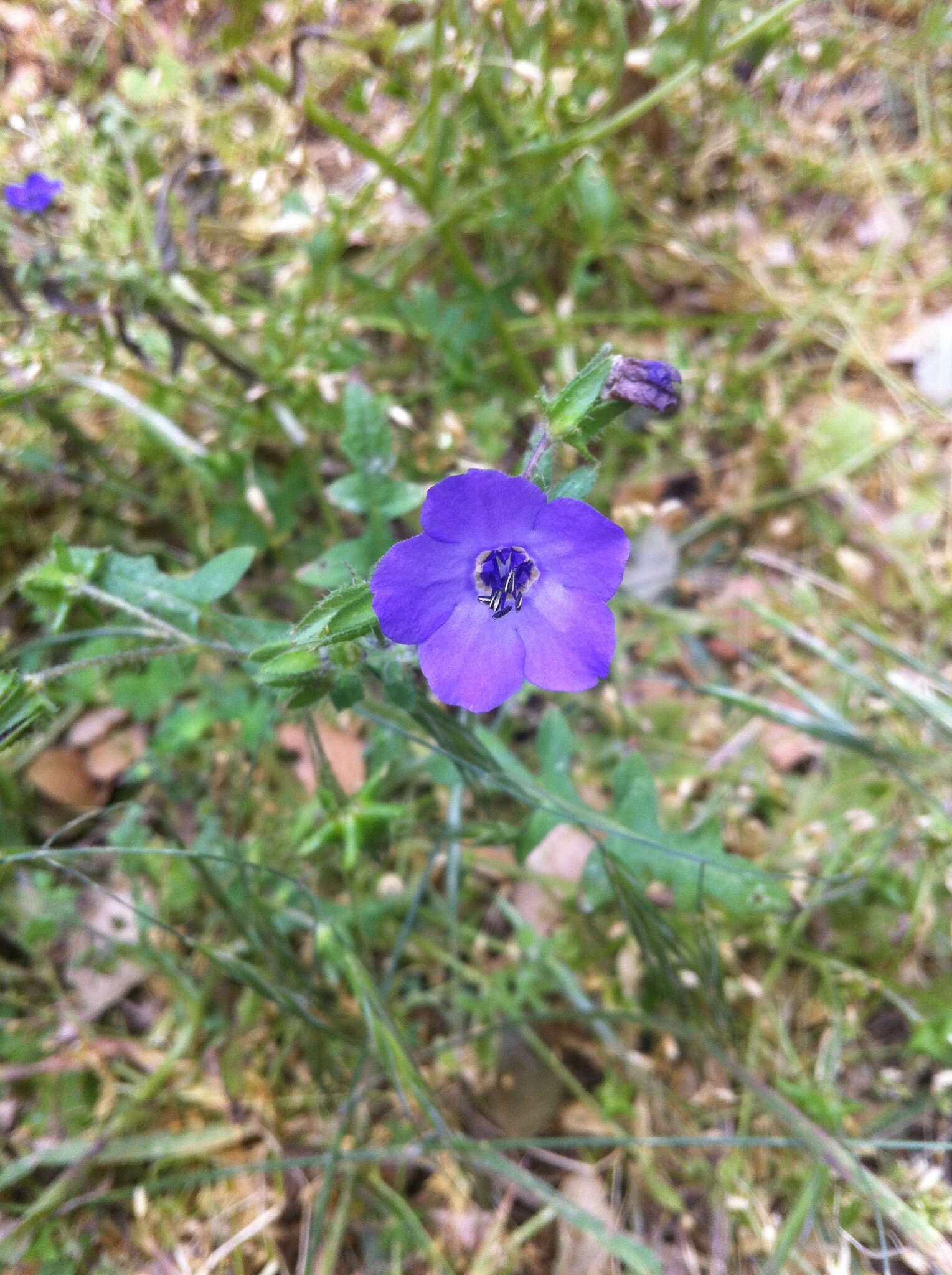 Image of blue fiestaflower