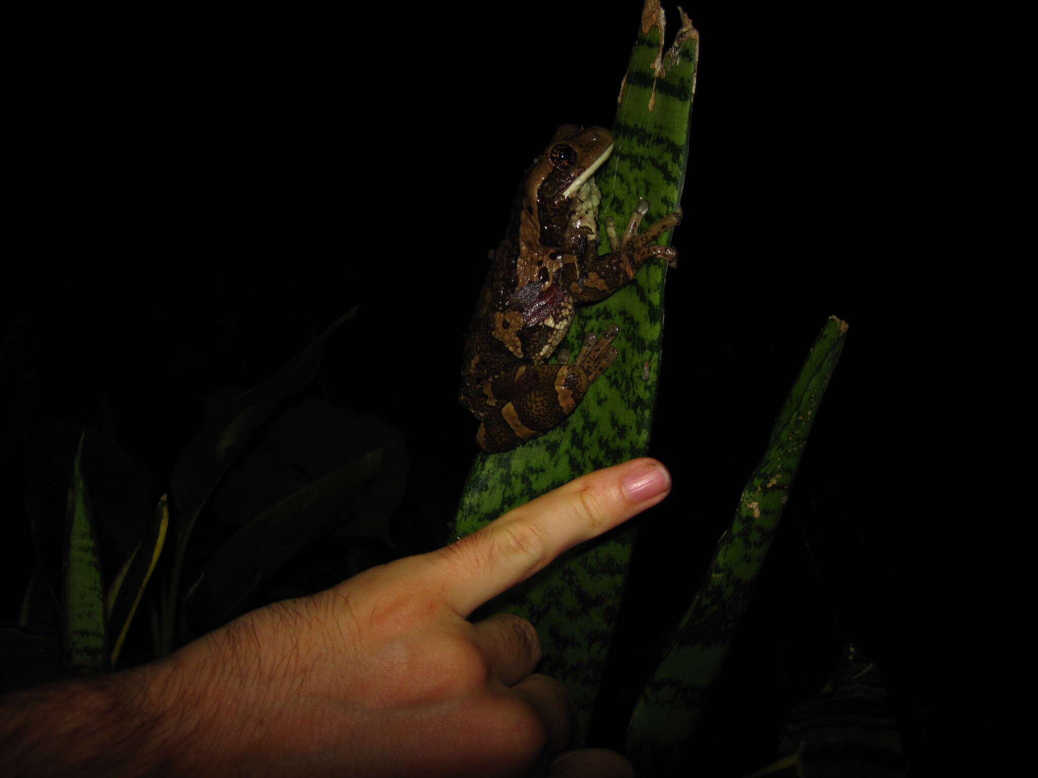 Image of Vermiculated Tree Frog