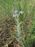 Image of Heliotropium phylicoides Cham.