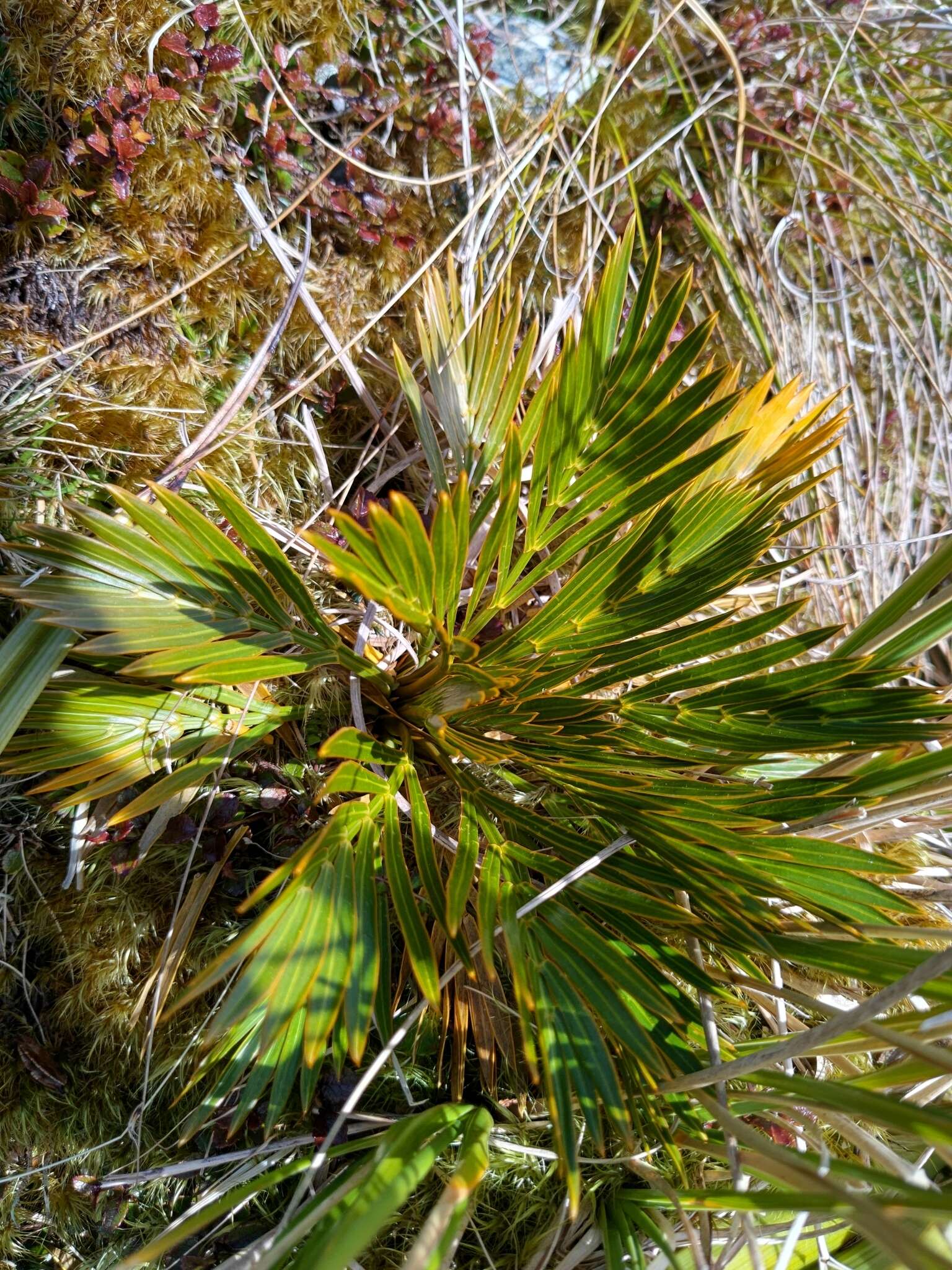 Image of Aciphylla similis Cheeseman