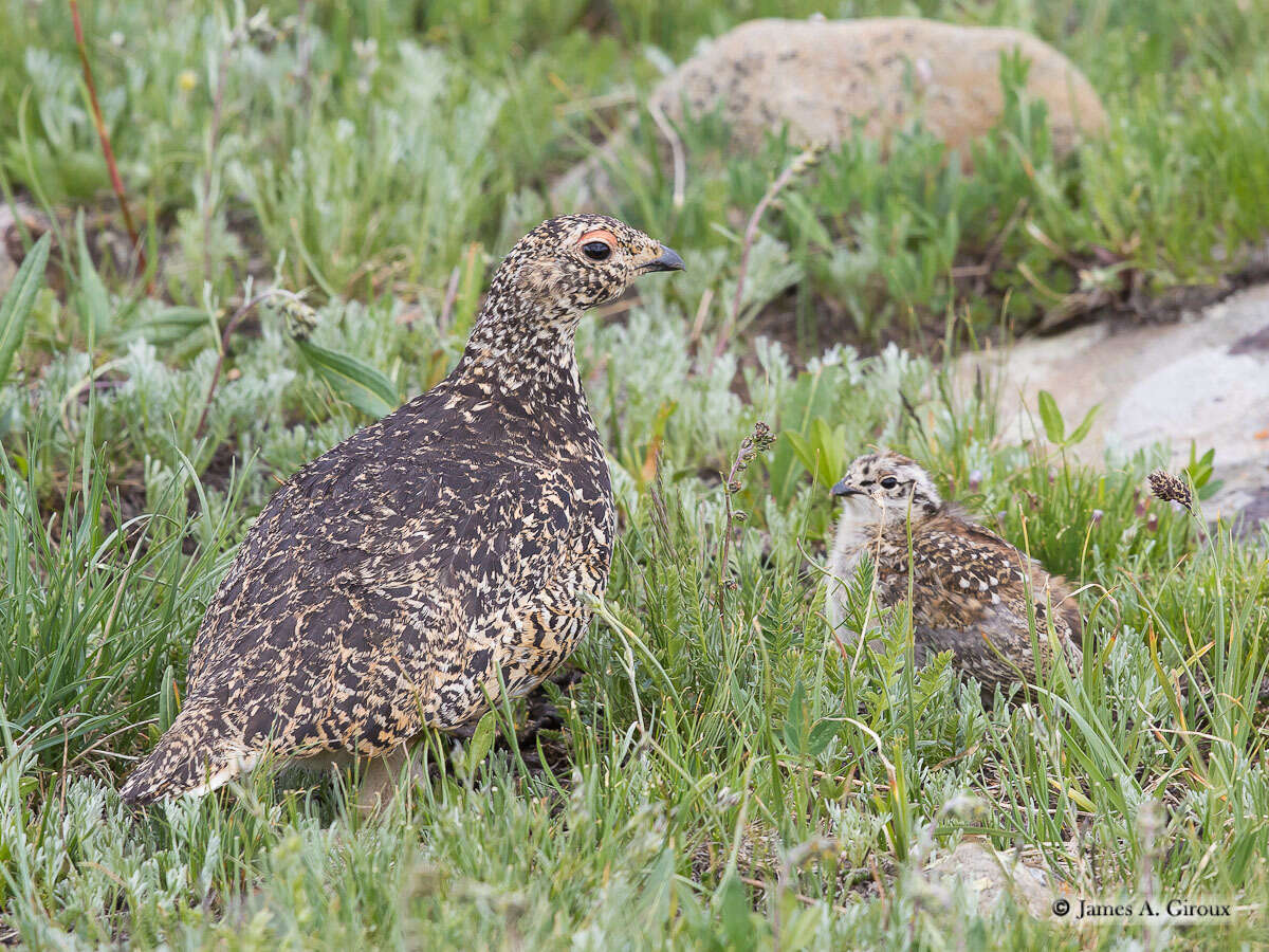 Imagem de Lagopus leucura (Richardson 1831)