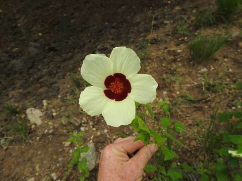 Hibiscus vitifolius L.的圖片