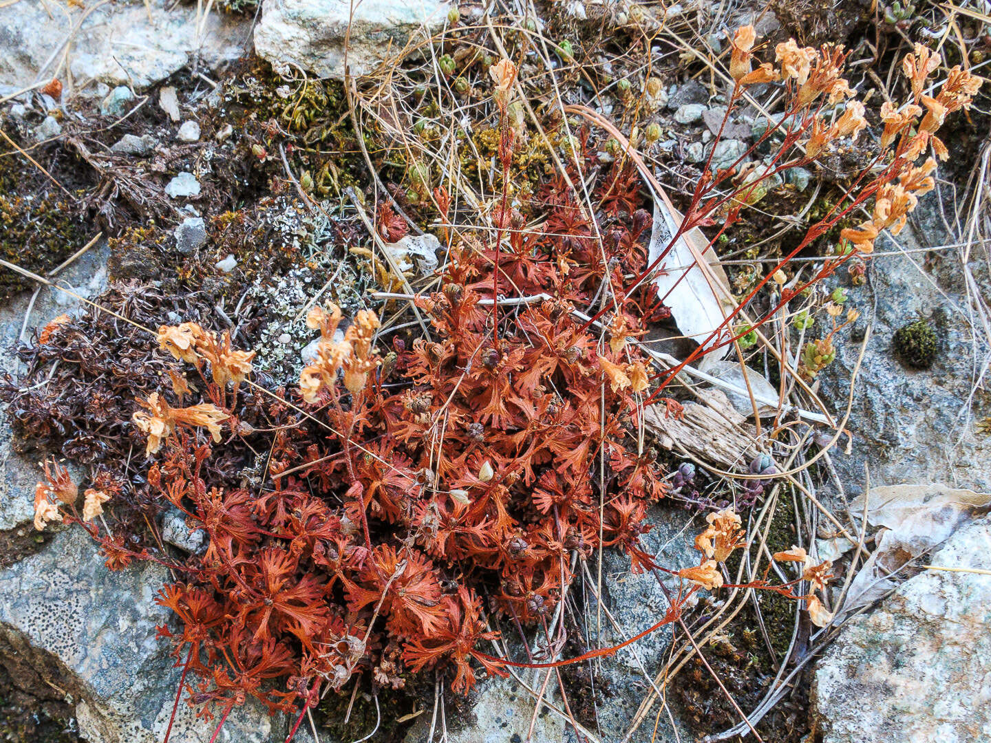 Sivun Saxifraga pedemontana subsp. cervicornis (Viv.) Engler kuva