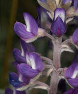 Image of Mono Lake lupine