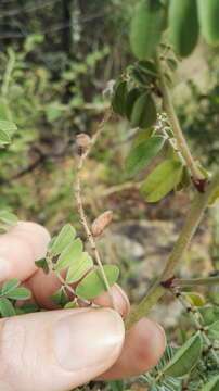 Indigofera melanadenia Harv.的圖片