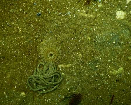 Image of small snakelocks anemone