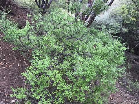 صورة Euphorbia arteagae W. R. Buck & Huft