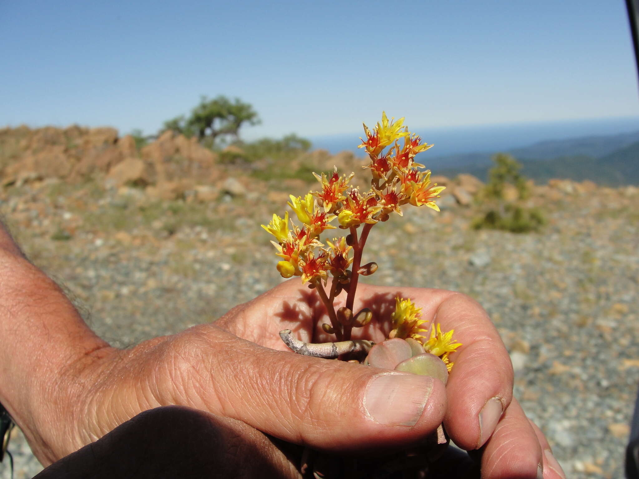 Sivun Sedum citrinum Zika kuva