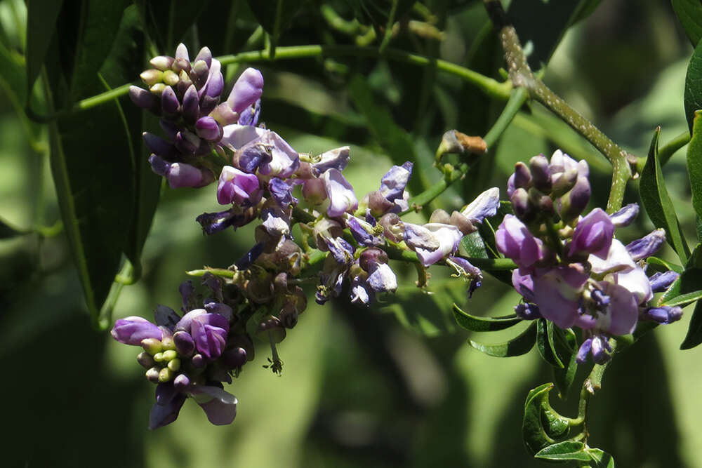 Image of Lonchocarpus nitidus (Vogel) Benth.