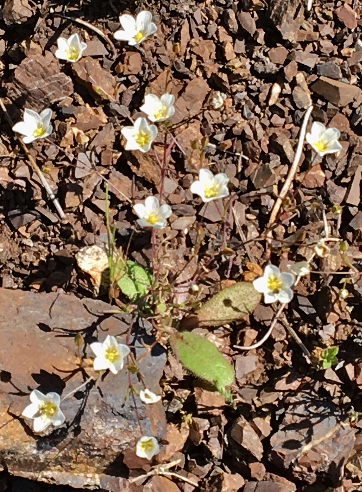 Imagem de Sabulina douglasii (Fenzl ex Torr. & A. Gray) Dillenb. & Kadereit