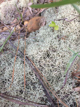 Image de Cladonia evansii Abbayes