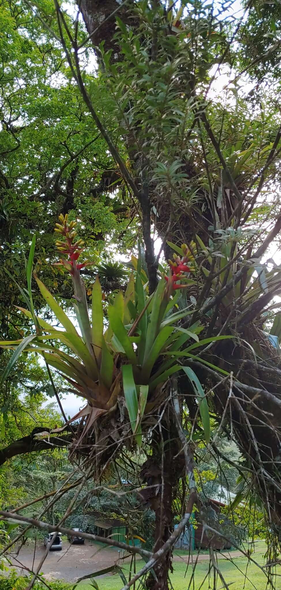 Image of Guzmania donnellsmithii Mez ex Donn. Sm.