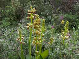 Image of Small-dotted Orchis