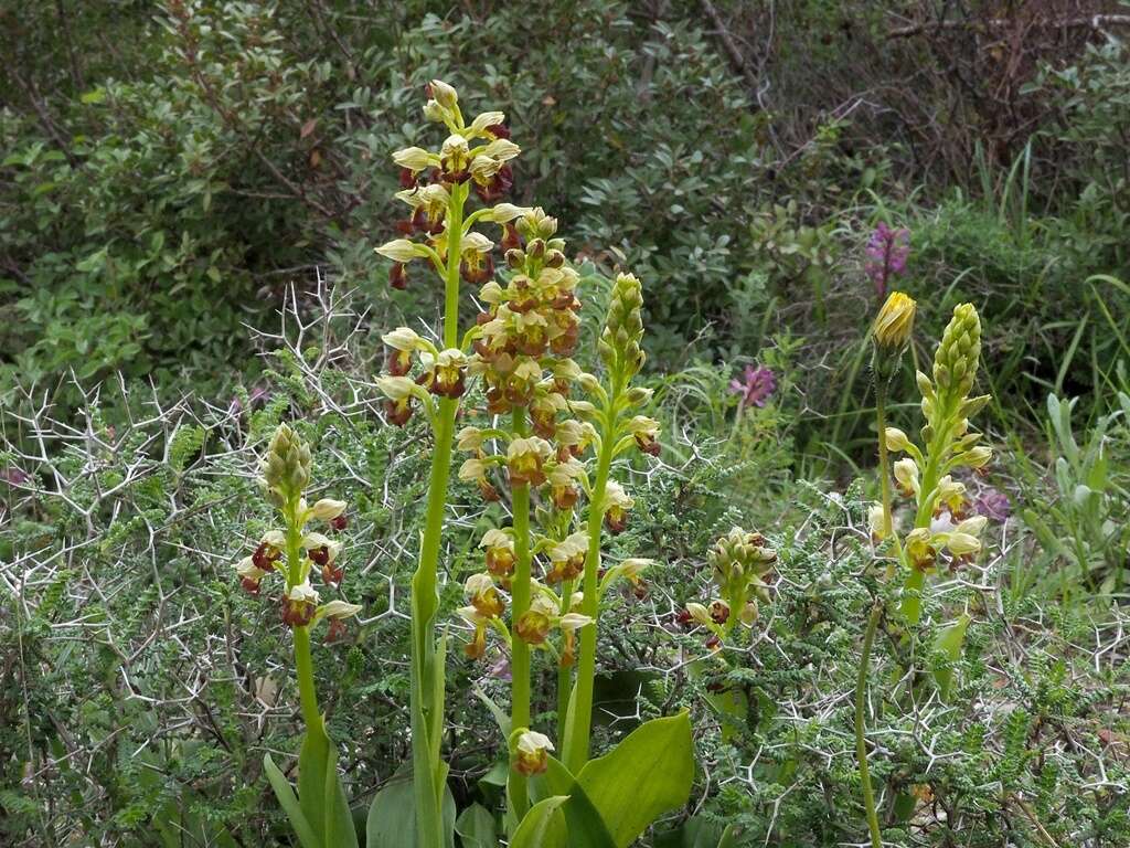 Image of Small-dotted Orchis