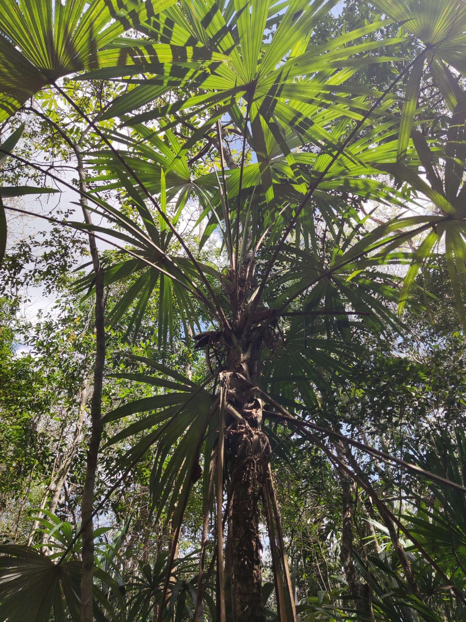 Image de Cryosophila stauracantha (Heynh.) R. J. Evans