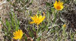 Image of badlands mule-ears