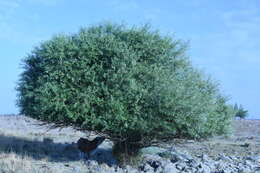 Image de Salix acmophylla Boiss.