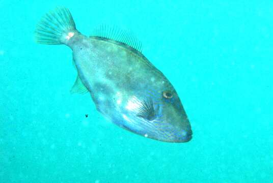 Image of Spiny-tailed leatherjacket