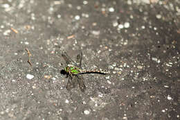 Image of Boreal Snaketail