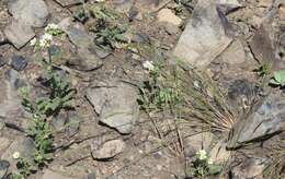 Image of brome fescue