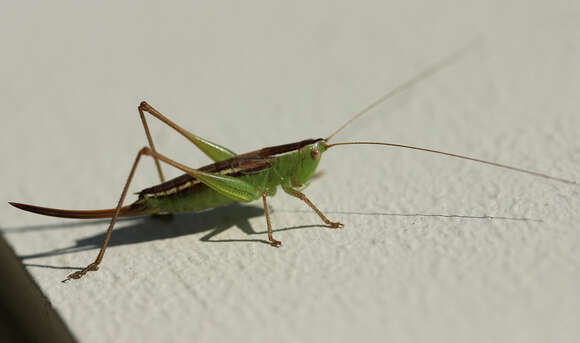 Image of Prairie Meadow Katydid