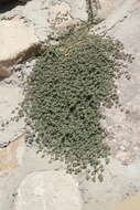 Image of Euphorbia chamaesyce L.